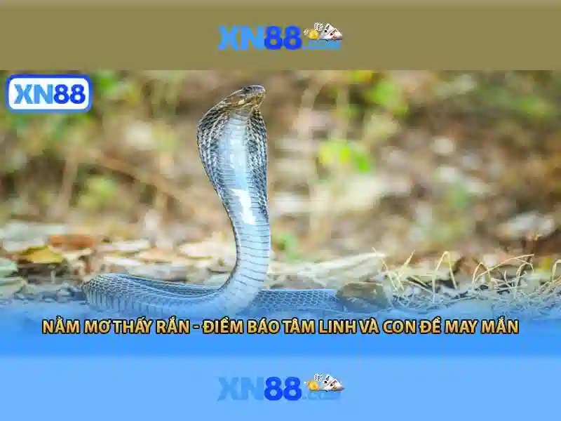 xn88: một cái nhìn tổng quan về nền tảng cá cược trực tuyến