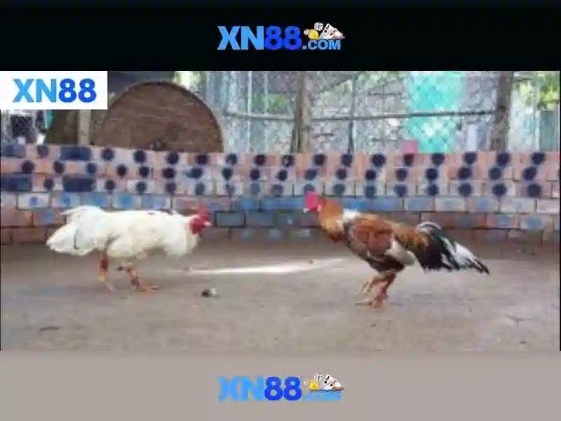Giới thiệu về XN88 Giới thiệu về XN88