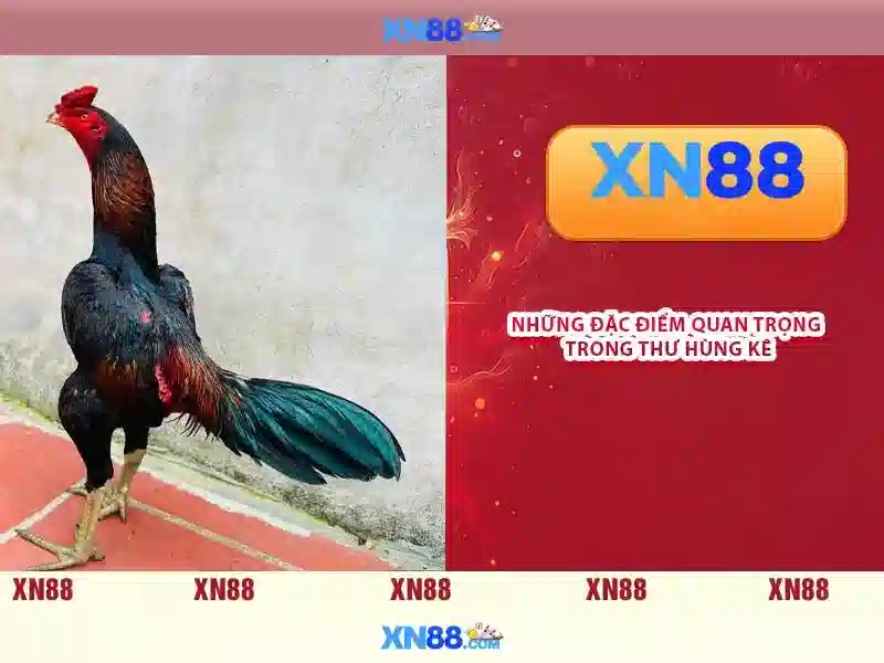 Giới thiệu về xn88
