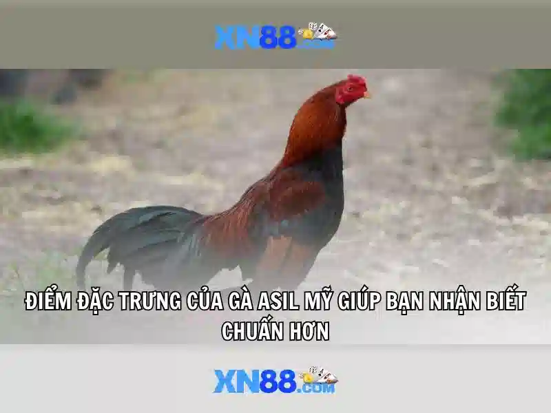 Nền tảng và giao diện người dùng Nền tảng và giao diện người dùng