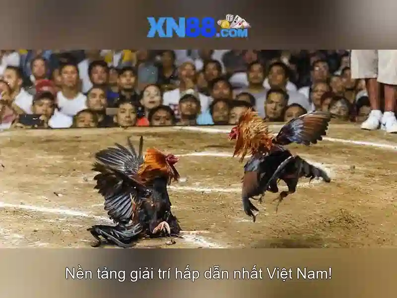 Giới thiệu về xn88 và hành trình trải nghiệm nền tảng giải trí trực tuyến