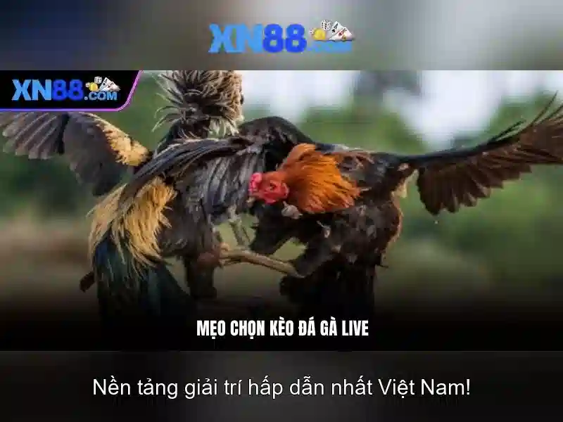 Nền tảng và trò chơi có tại xn88