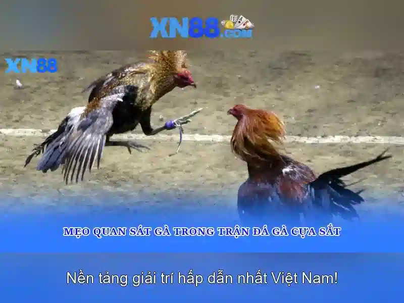 xn88: Nền tảng trực tuyến và cộng đồng người dùng