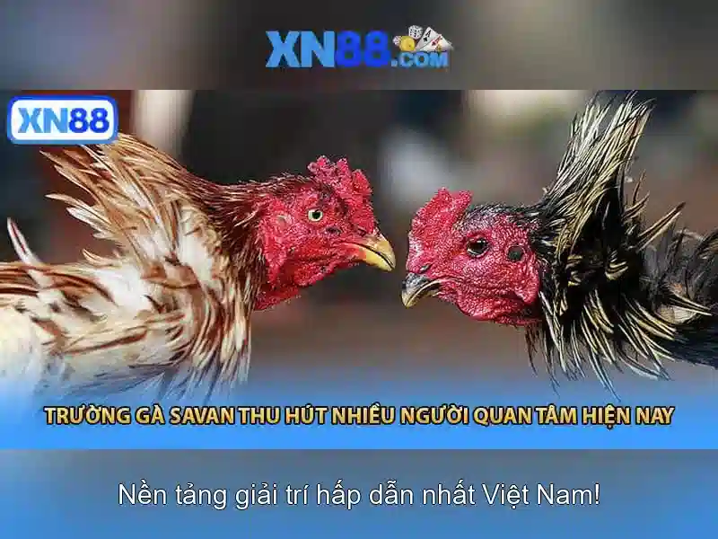 xn88: Nền tảng giải trí và cược trực tuyến an toàn