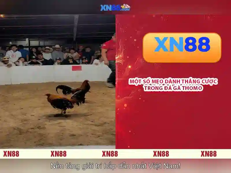 XN88 – Nền tảng giải trí và cá cược trực tuyến
