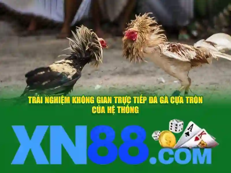xn88: Tổng quan về nền cược trực tuyến